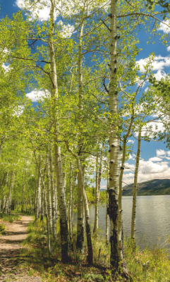 Инфракрасный обогреватель ОАО БРТЗ 20с455 Инфракрасный обогреватель ОАО БРТЗ 20с455